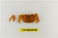 藏品(白紋方蟹)的圖片
